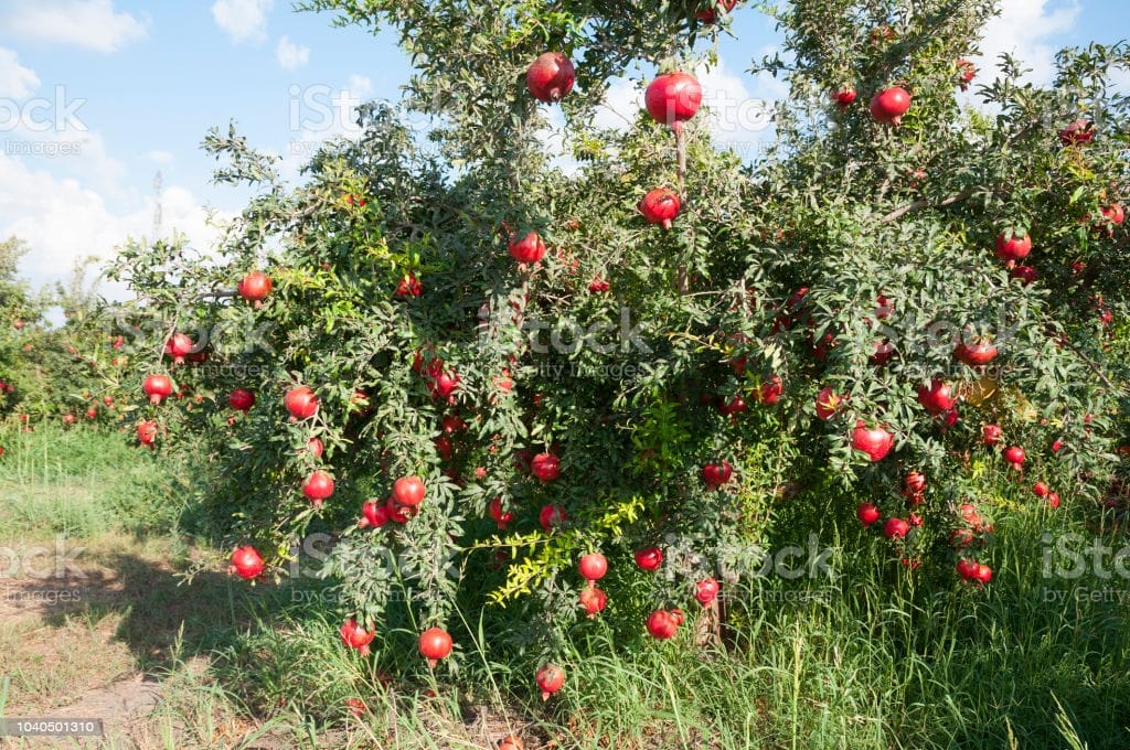 Pomegranate tree
