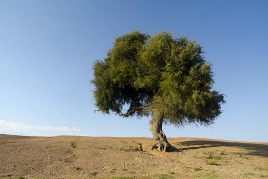 Shami tree