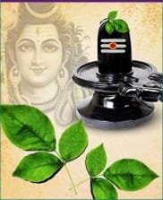 Maa Lakshmi resides in roots of Bhilvapatra, know 12 remedies of Bhilvapatra