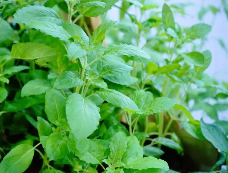 Tulsi Plant