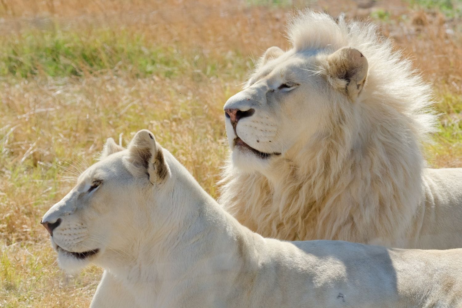 white lion