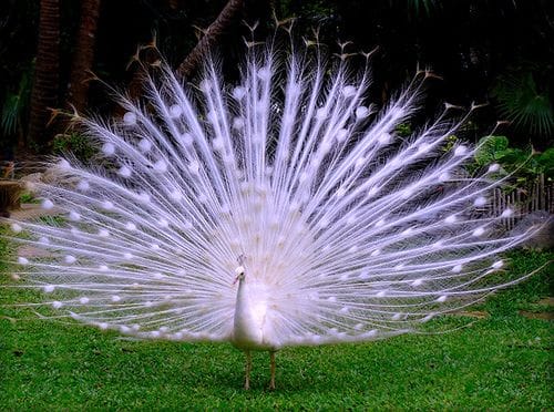 white peacock