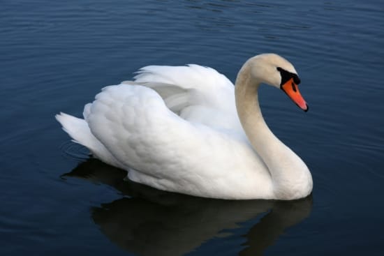 white swan