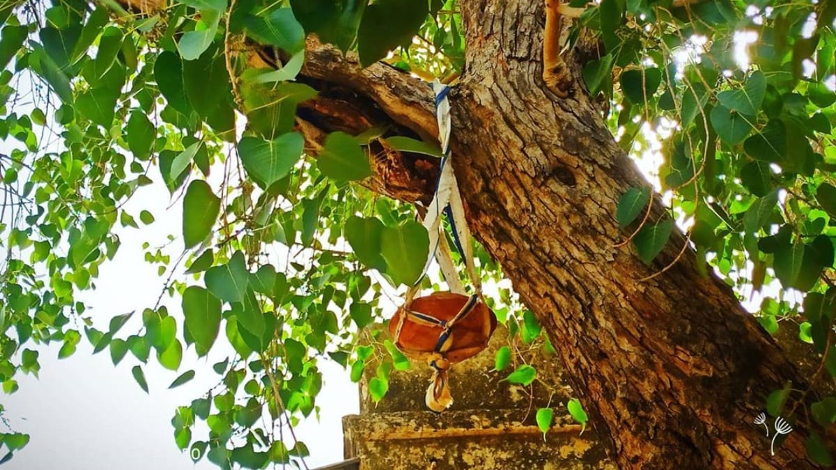 Peepal Tree