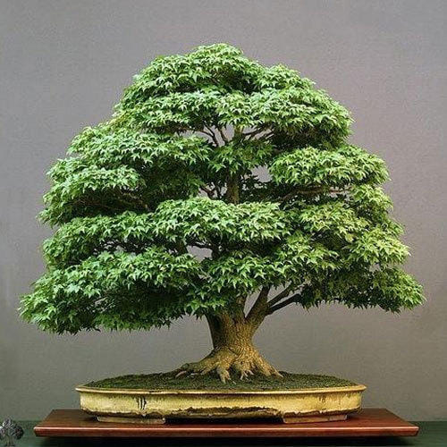 Bonsai