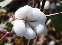 Cotton Plants
