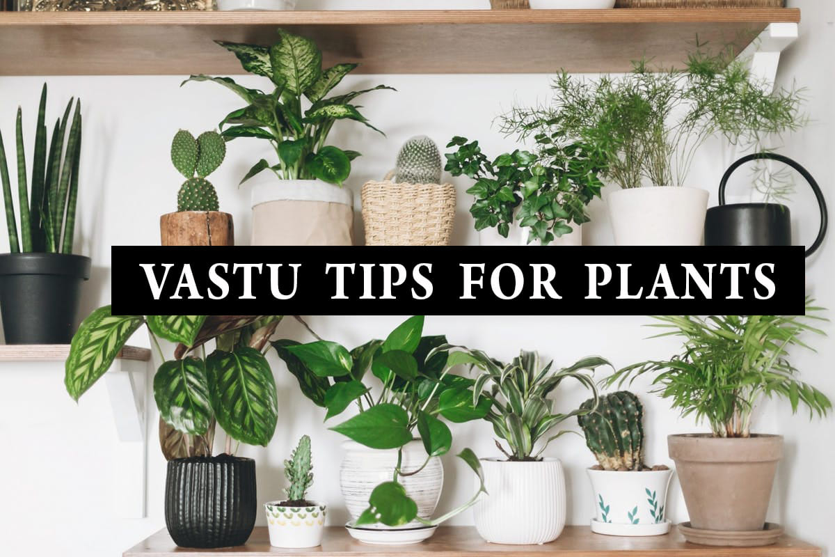 Vastu Tips : Inappropriate plants for home