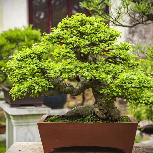 Plant Vastu Know Why You Should Avoid Keeping Bonsai At Home My Jyotish
