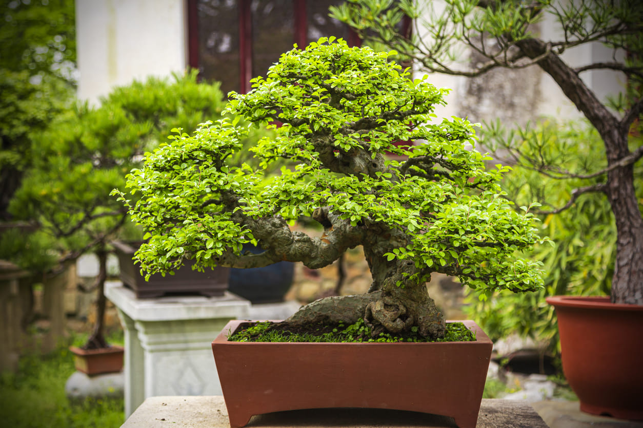 Avoid keeping Bonsai at home