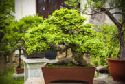 Avoid keeping Bonsai at home