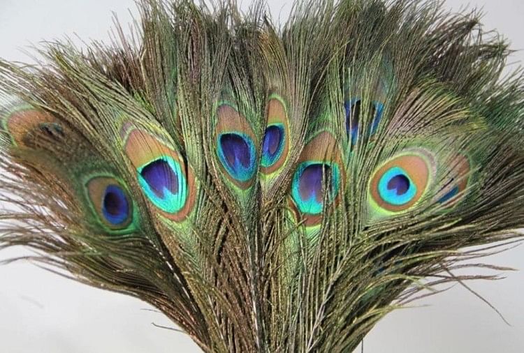 Peacock feathers use in astrology
