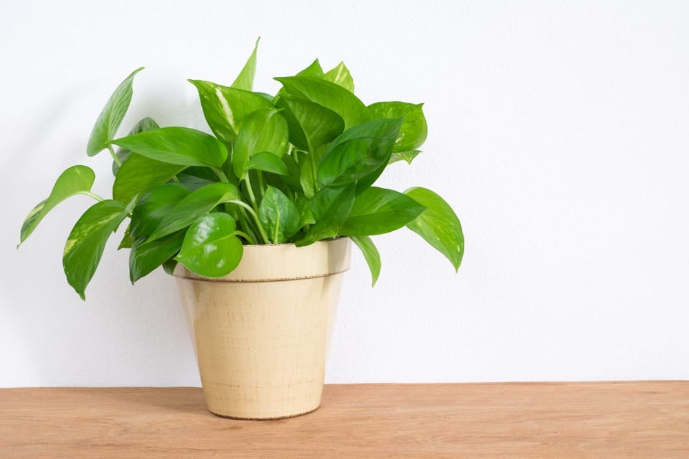 Money plant, Vastu tips