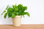 Money plant, Vastu tips