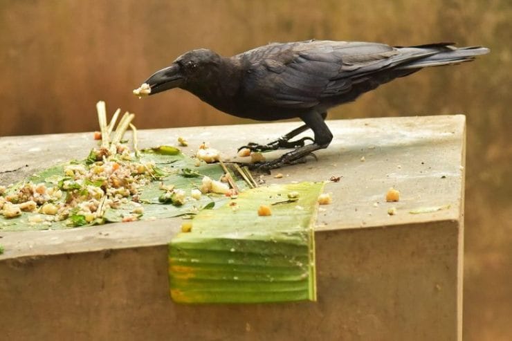 Shakun Shastra- Seeing crow