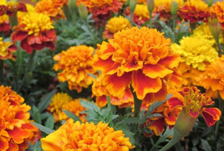 Vastu Tips Know How Rose, Marigold And Jasmine Plant Increases