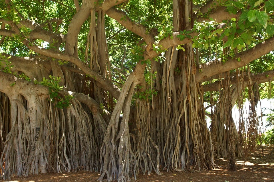 Significance of banyan tree