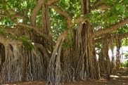 Significance of banyan tree