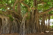Significance of banyan tree