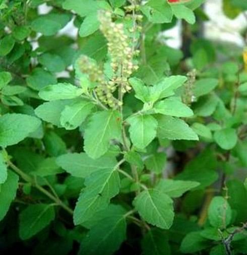 benefits of dry tulsi leaves