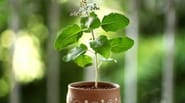 Tulsi