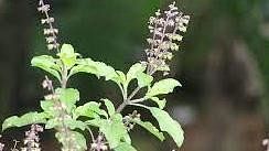 vastu-tips-2022-plant-these-pious-plants-with-tulsi-in-sawan-and-lord-shiva-s-favour-will-descend-upon-you