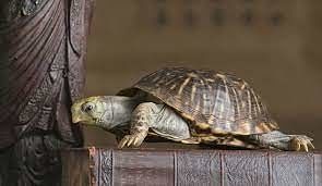 Fengshui Tips 2022: Keeping a tortoise in your house can brings economic benefits, Read
