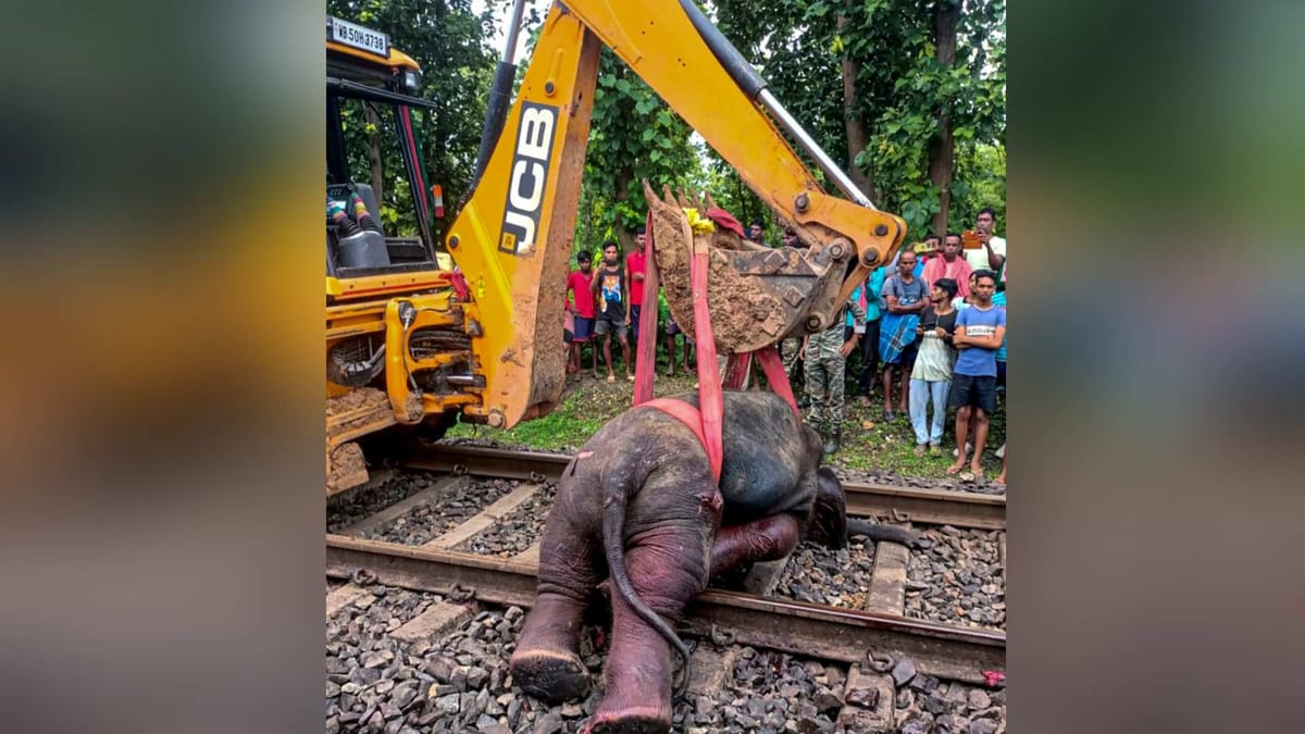 West Bengal: Three elephants run over by train in Jhargram - Amar Ujala