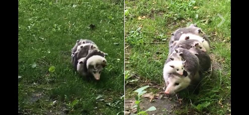  Video of female opossum with its kids goes Viral as it shows Mother's Love