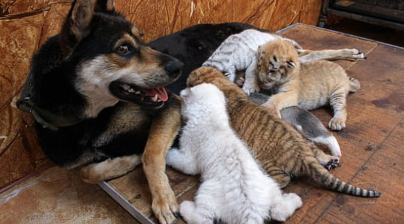 Tiger cubs abandoned by their parents are breastfed by a DOG