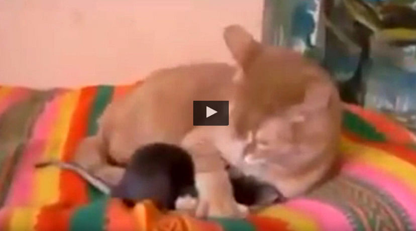Viral Video: When Rat's arch enemy Cat has Sawan fasts, See what happens