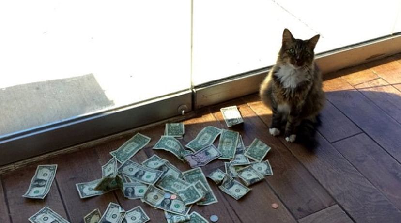 Office Cat Sir Whines-a-lot Loves Money So Much He's Stealing It From Strangers For Homeless - बेघरों के लिए रुपये जुटा रही बिल्ली, वीडियो हो रहा वायरल - Firkee.in