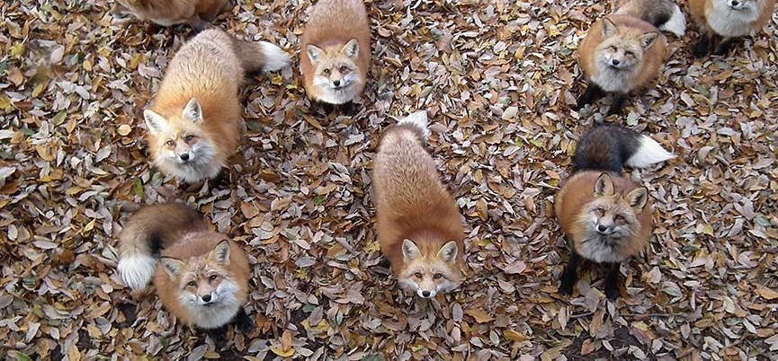 This Fox Village In Japan Is Probably The Cutest Place, You will keen to go