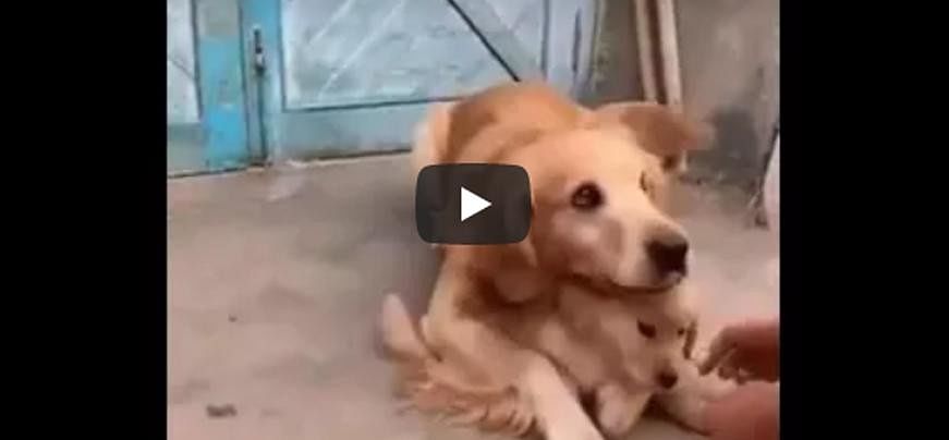 Mother's instinct, don't talk to strangers, Learn this from funny Dog Video