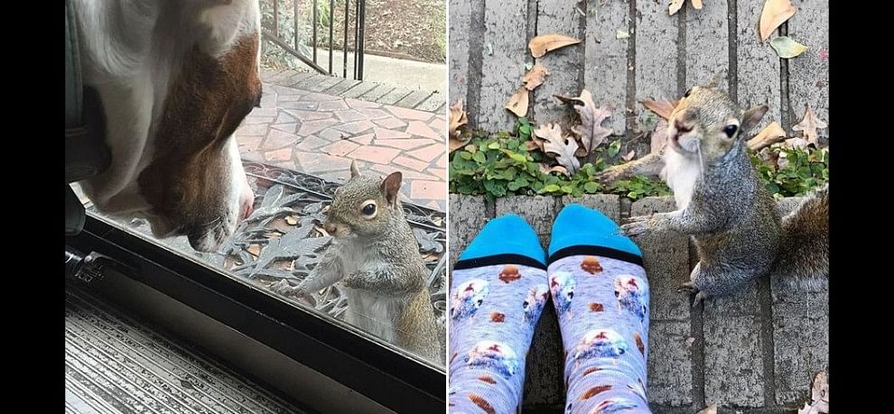 This Squirrel a Family bond is Amazing That Saved Her 8 Years Ago