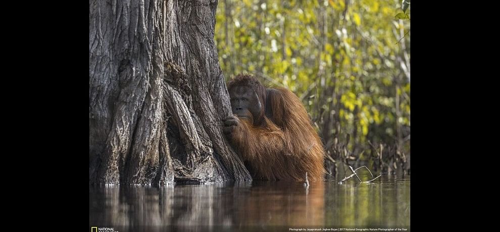 2017 National Geographic Nature Photographer of the Year! See Amazing Pictures