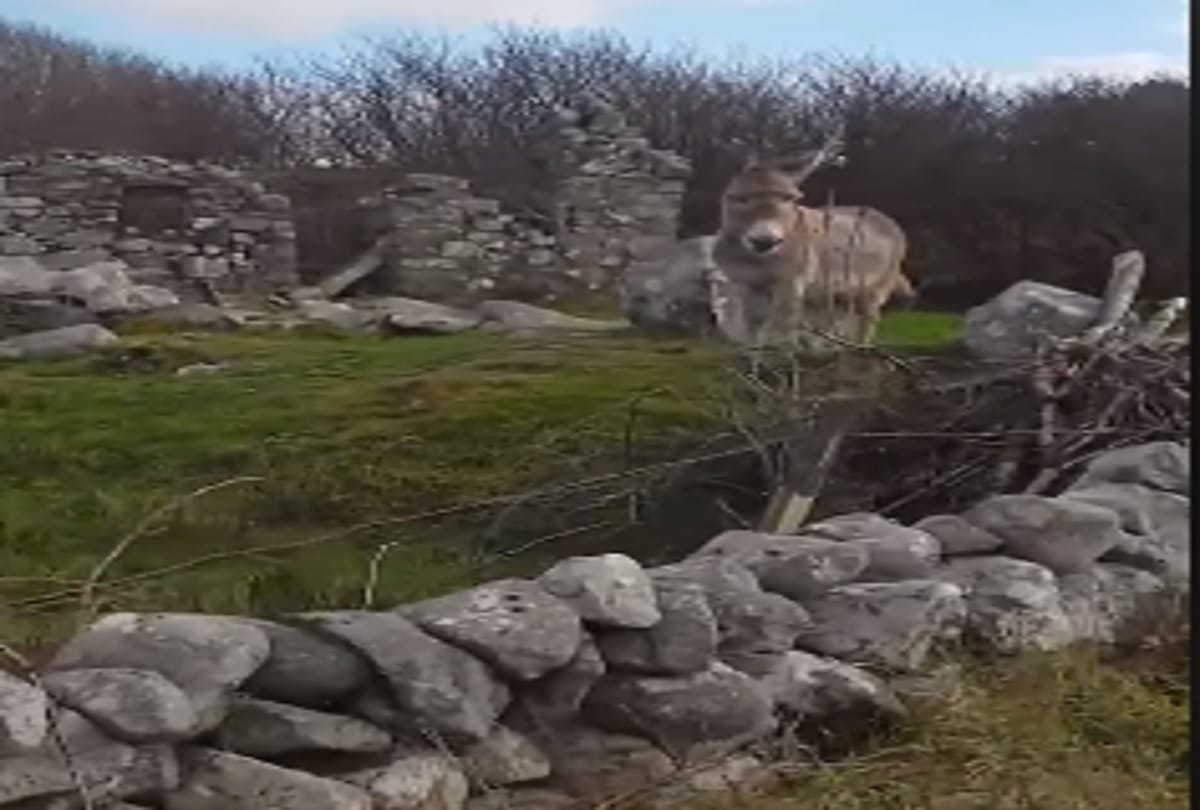 Meet Singing Donkey Harriet, Donkey Harriet Video Goes Viral On Social