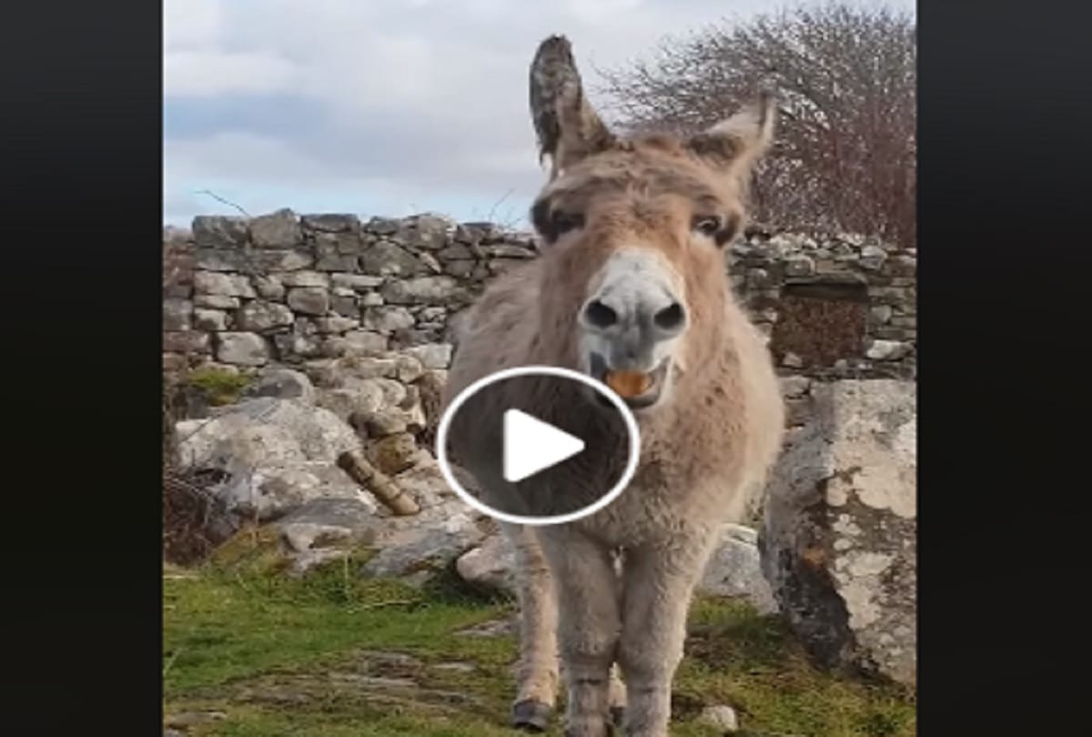 Meet Singing Donkey Harriet, Donkey Harriet Video Goes Viral On Social