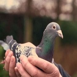 know the story of most expensive racing pigeon 14 crore in auction