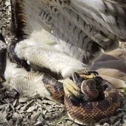 fight between eagle or snake in texas park