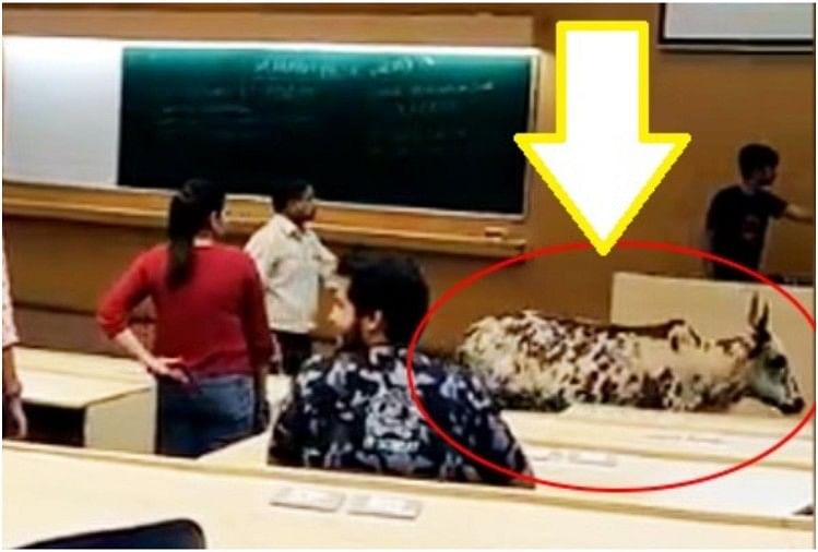 viral video of stray cattle inside iit bombay classroom