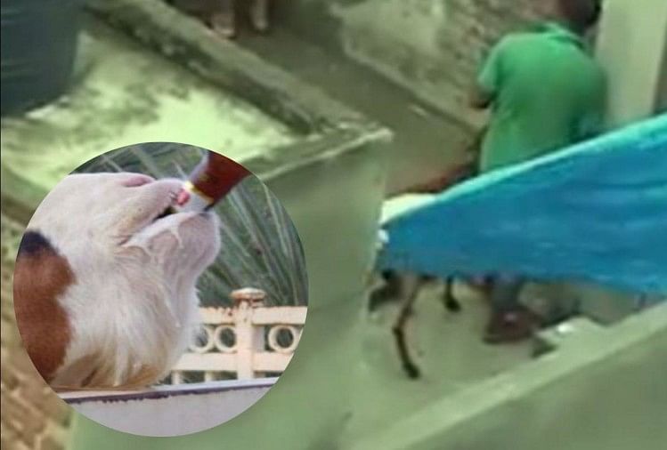 goat forced to drink beer before bakrid
