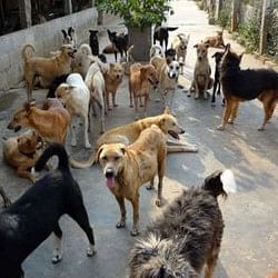 uttarakhand police hire indian street dogs as Part Of Dog Squad
