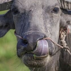 in chambal people are kidnapping buffaloes
