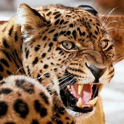 leopard porcupine fight video gone viral