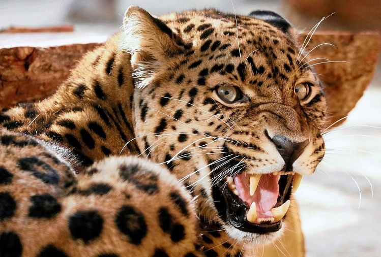 leopard porcupine fight video gone viral