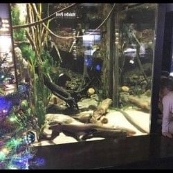 viral video of electric eel lights up christmas tree in aquarium