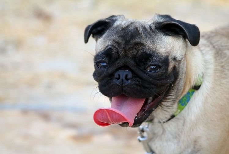 Viral Mri Scan Of A Pug’s Face On Internet - वोडाफोन वाले कुत्ते की Mri