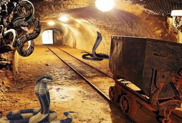 Image result for सोनभद्र में सोने की खदान पर जहरीले सांपों का बसेरा