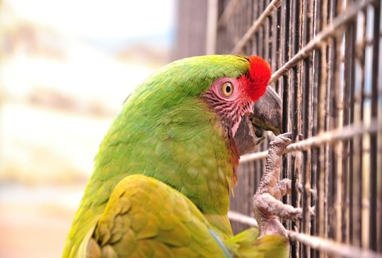 Parrot Laid Eggs Without Mate In Jabalpur बिना किसी साथी तोते ने दिए