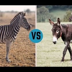 zebra affair with donkey and gave birth jonkey see viral photos